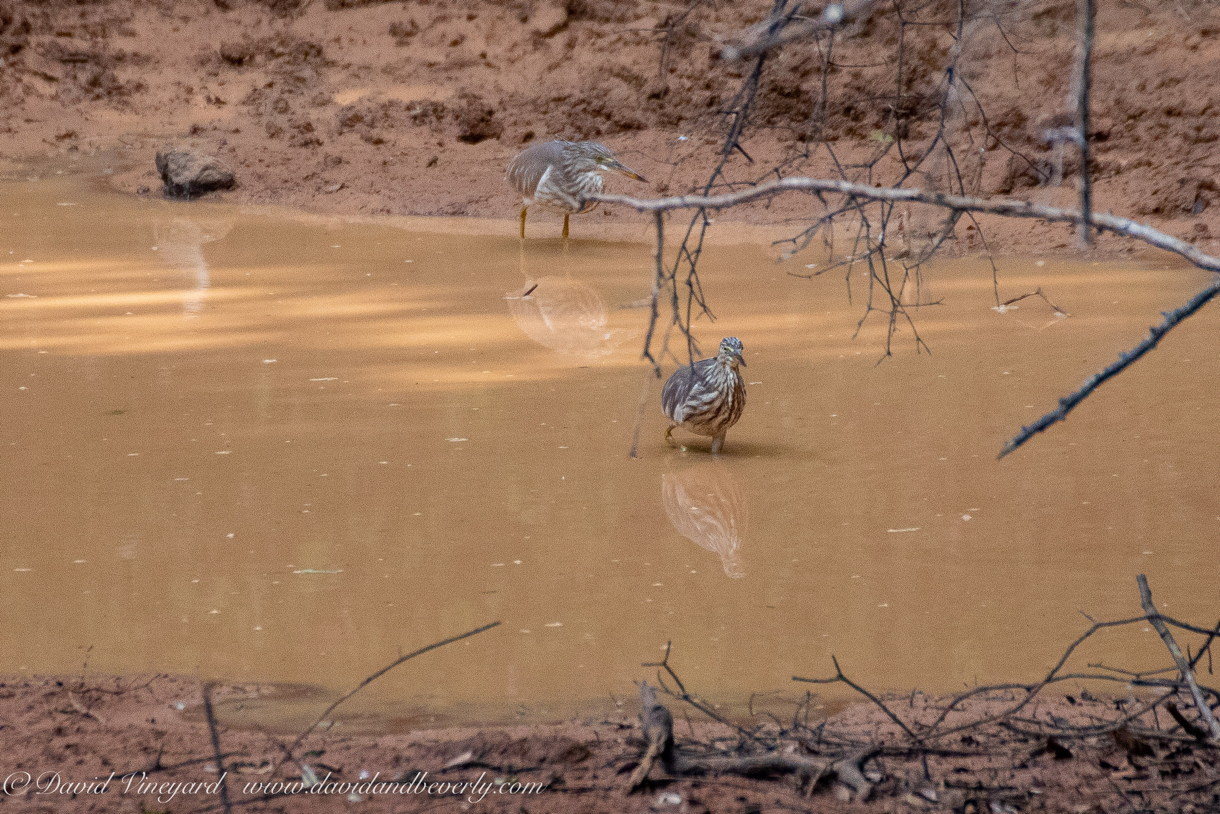 20190316- Wilpattu Sanctuary-84.jpg