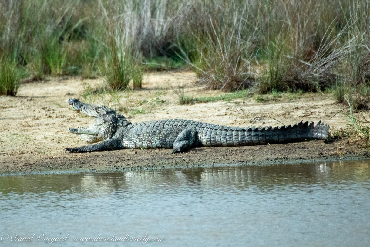 20190316- Wilpattu Sanctuary-87.jpg