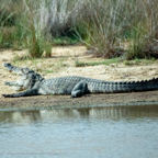 20190316- Wilpattu Sanctuary-87.jpg