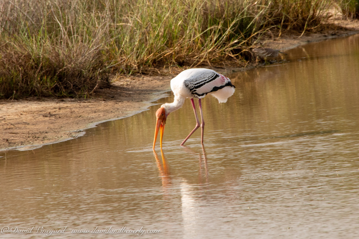 20190316- Wilpattu Sanctuary-99.jpg