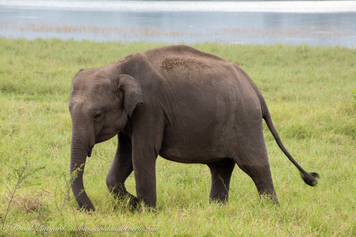 20190317- Minneriya National Park-105.jpg