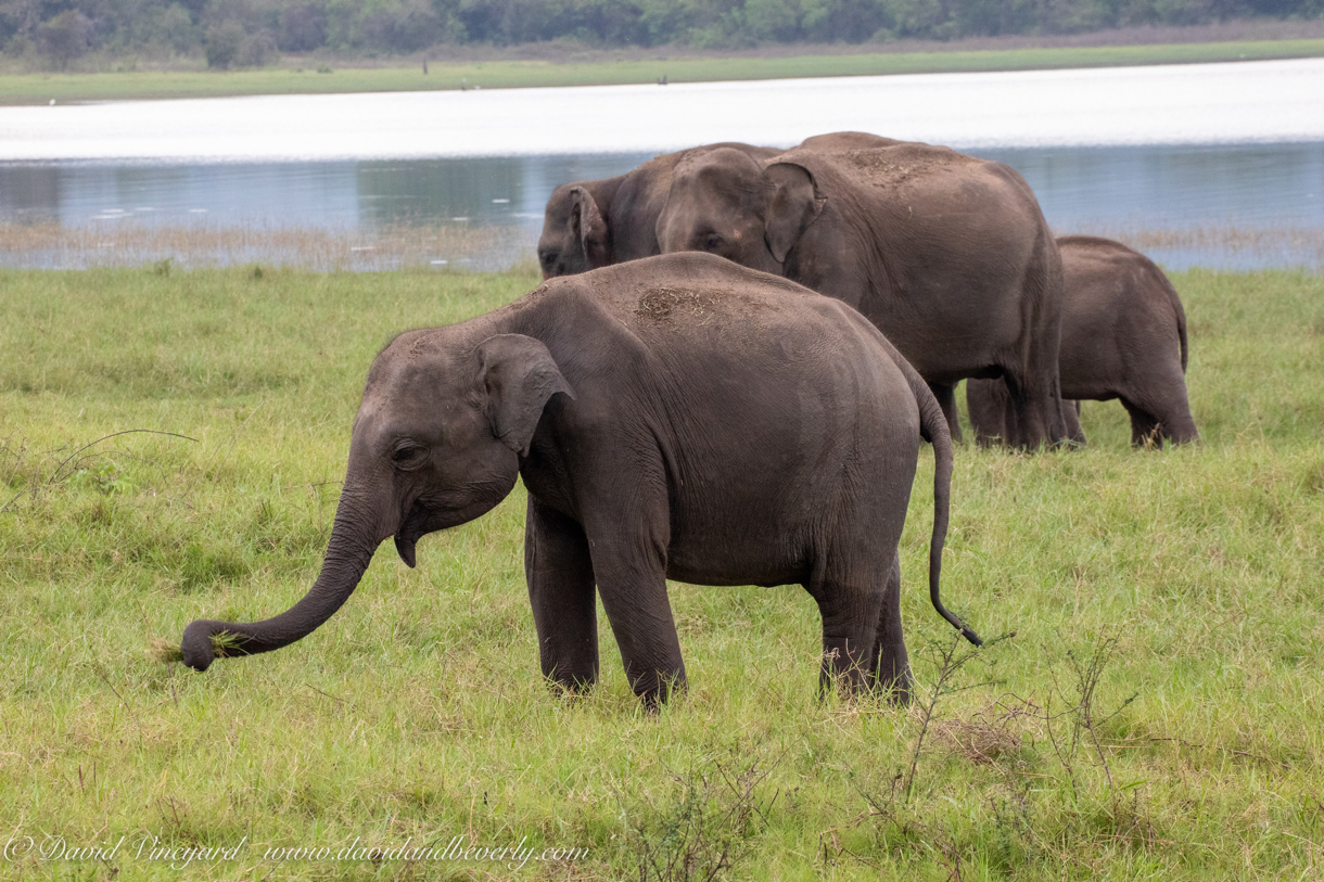 20190317- Minneriya National Park-119.jpg