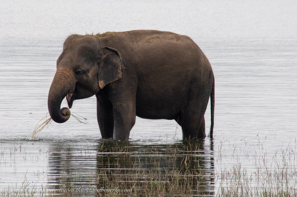 20190317- Minneriya National Park-127.jpg