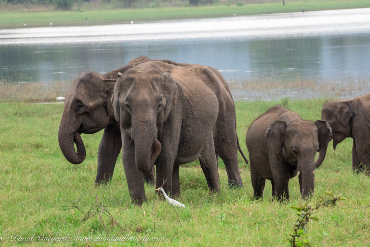 20190317- Minneriya National Park-129.jpg