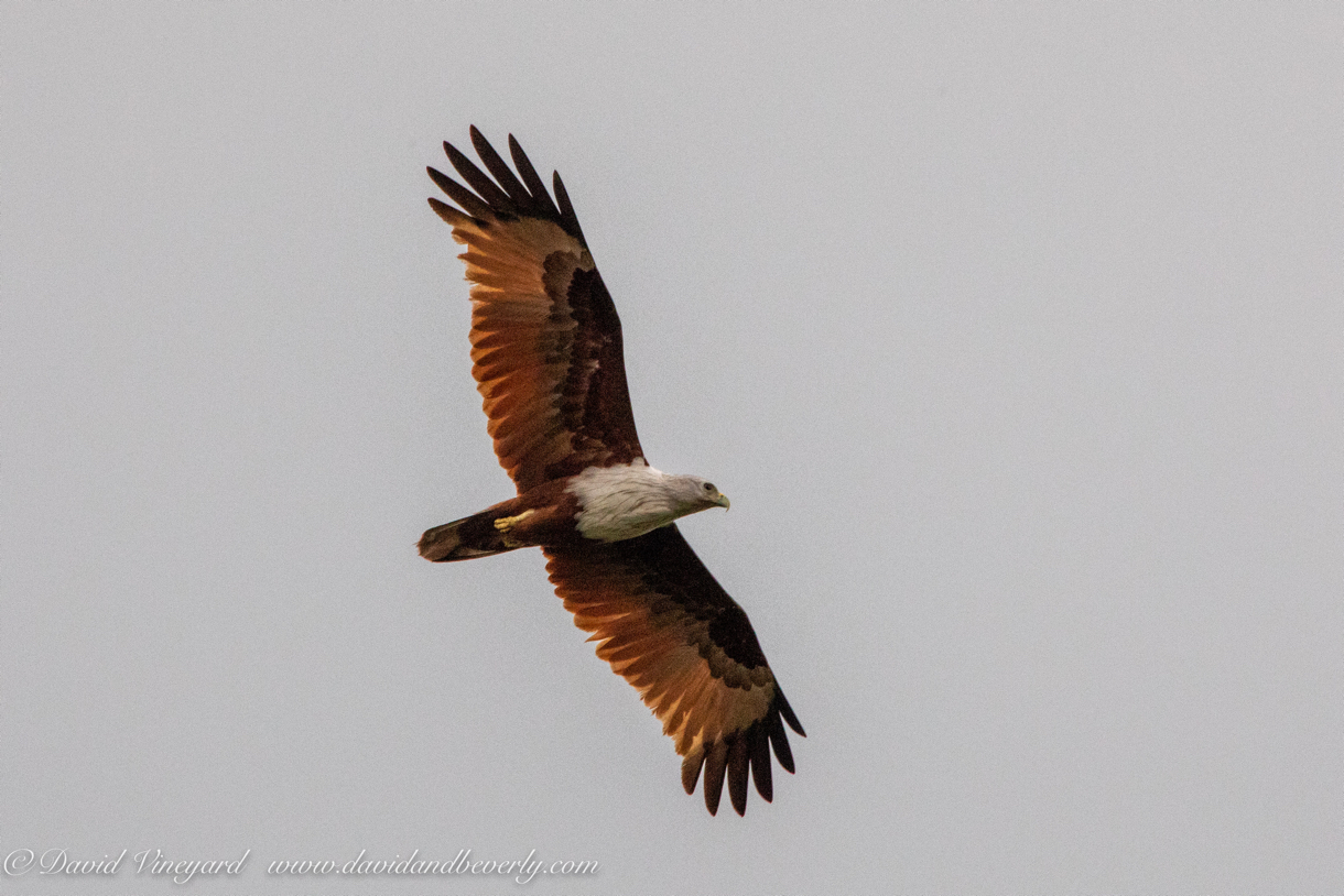 20190317- Minneriya National Park-171.jpg