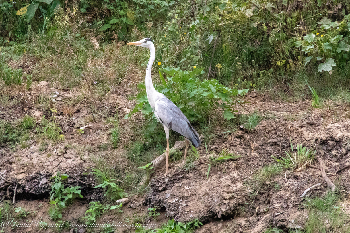 20190317- Minneriya National Park-20.jpg