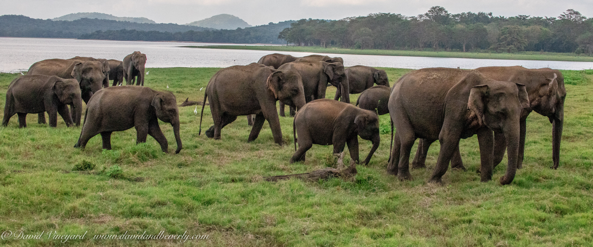 20190317- Minneriya National Park-206.jpg