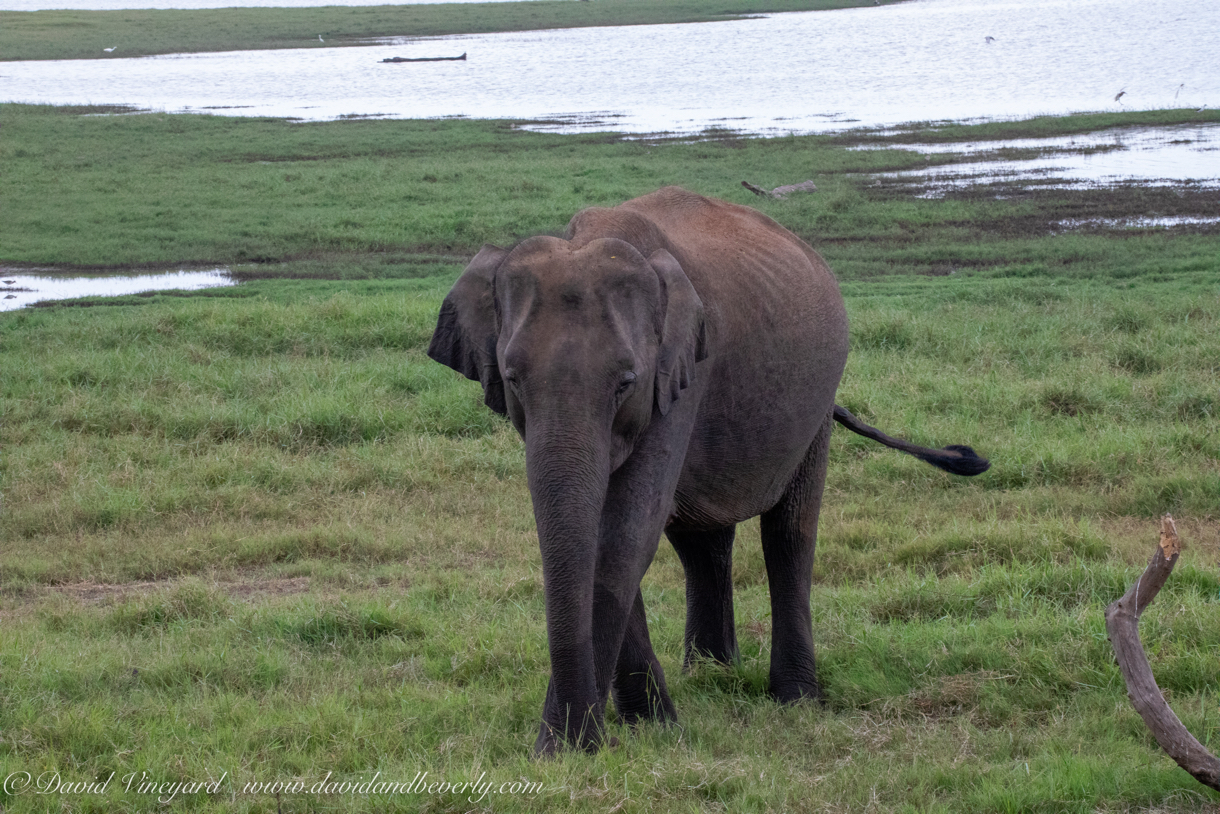 20190317- Minneriya National Park-212.jpg