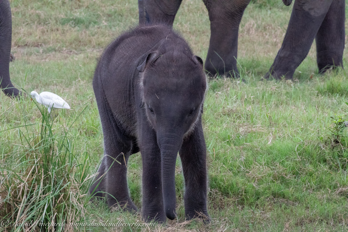 20190317- Minneriya National Park-228.jpg