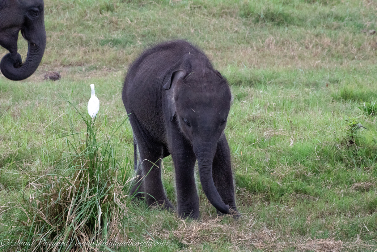 20190317- Minneriya National Park-229.jpg