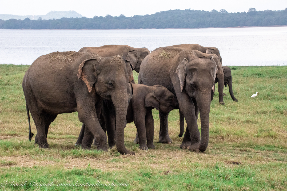 20190317- Minneriya National Park-234.jpg