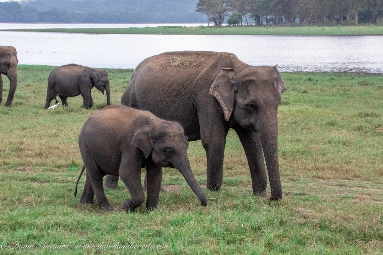 20190317- Minneriya National Park-237.jpg