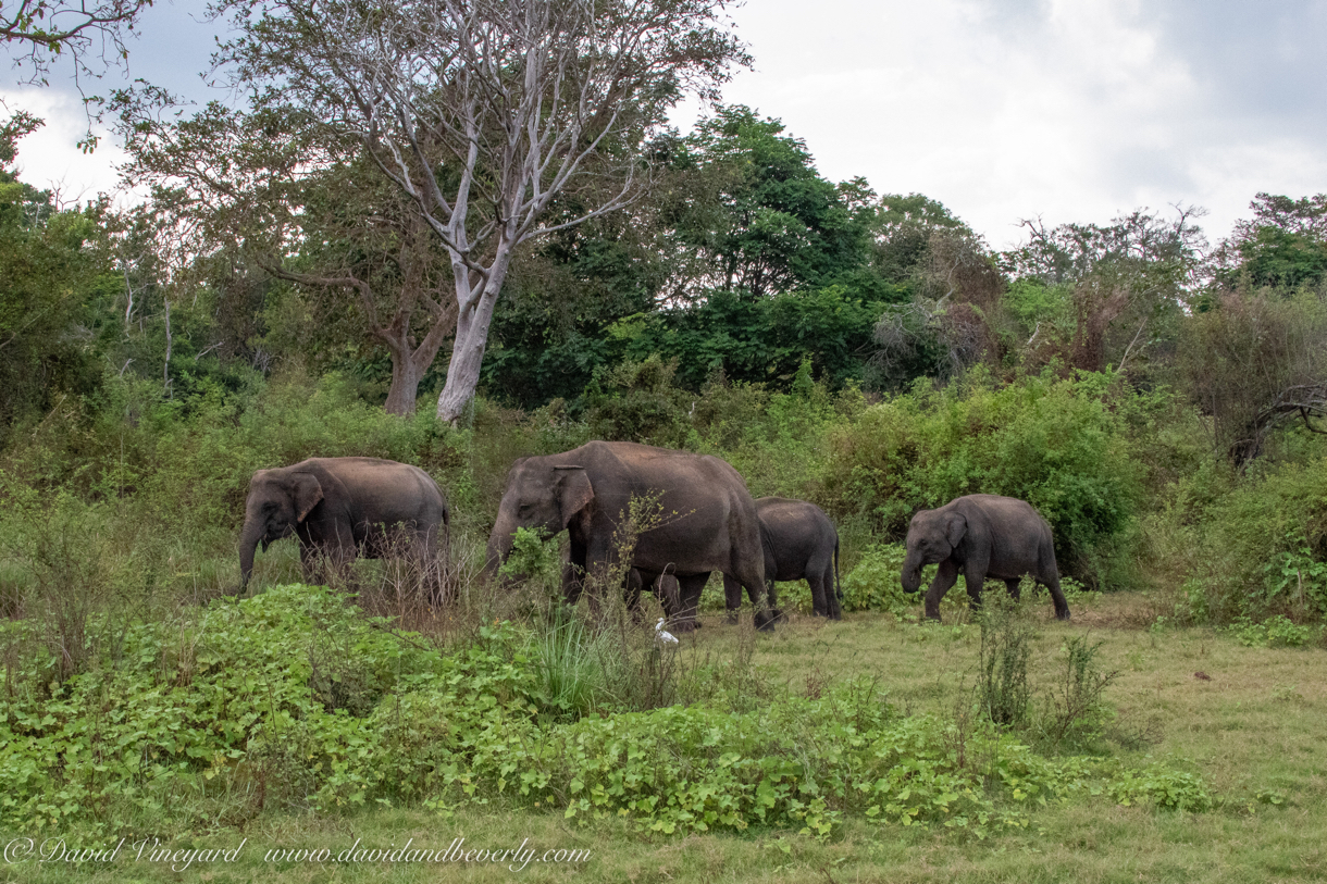 20190317- Minneriya National Park-240.jpg