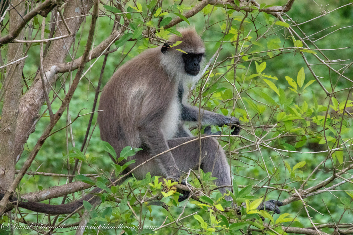 20190317- Minneriya National Park-25.jpg