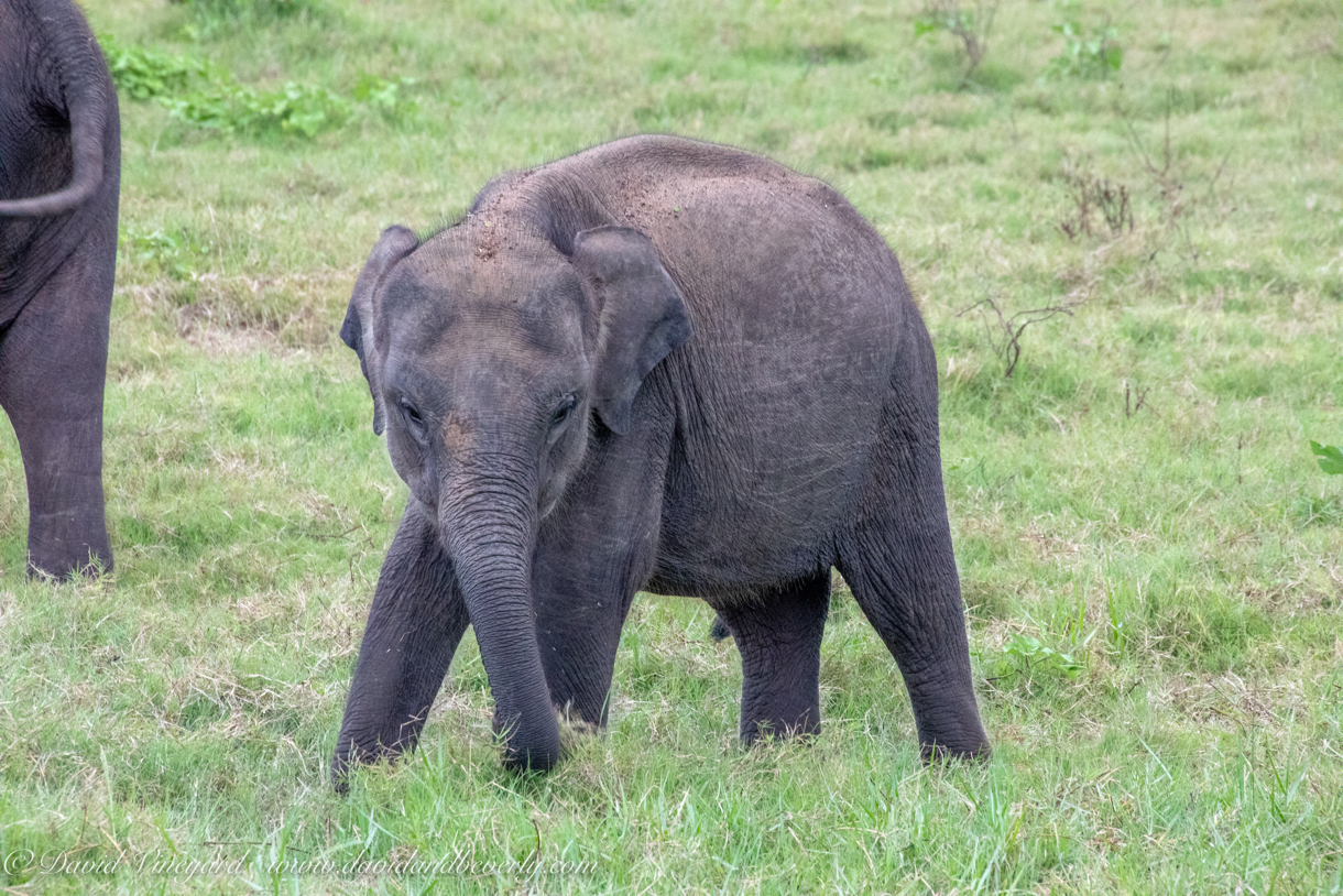 20190317- Minneriya National Park-252.jpg