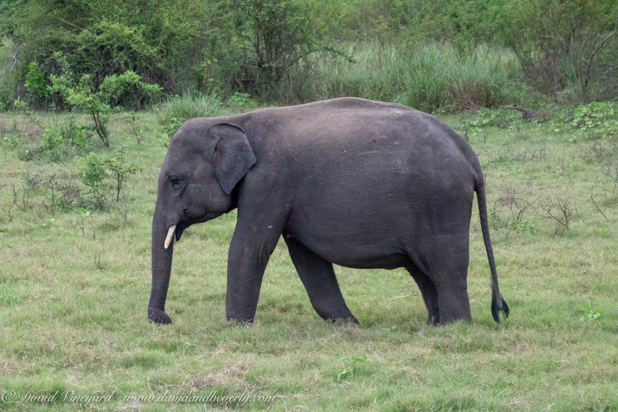 20190317- Minneriya National Park-253.jpg