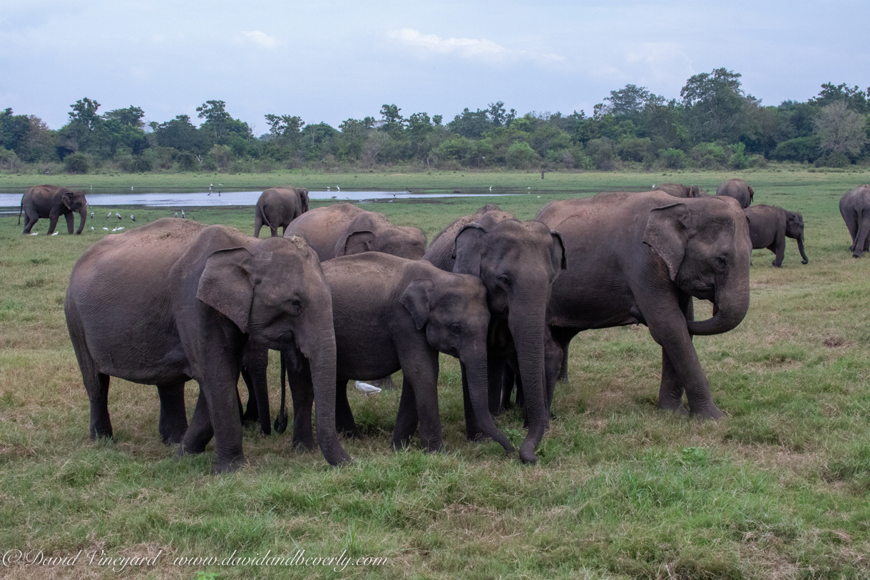 20190317- Minneriya National Park-256.jpg