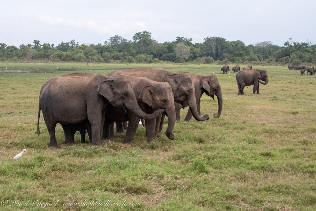 20190317- Minneriya National Park-262.jpg