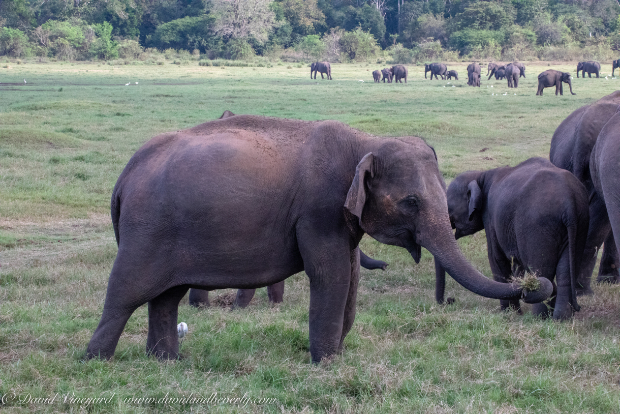 20190317- Minneriya National Park-270.jpg