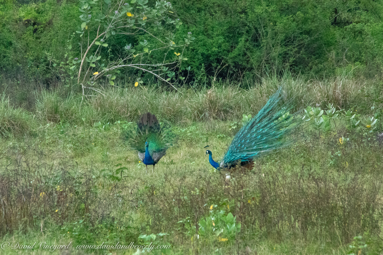 20190317- Minneriya National Park-28.jpg