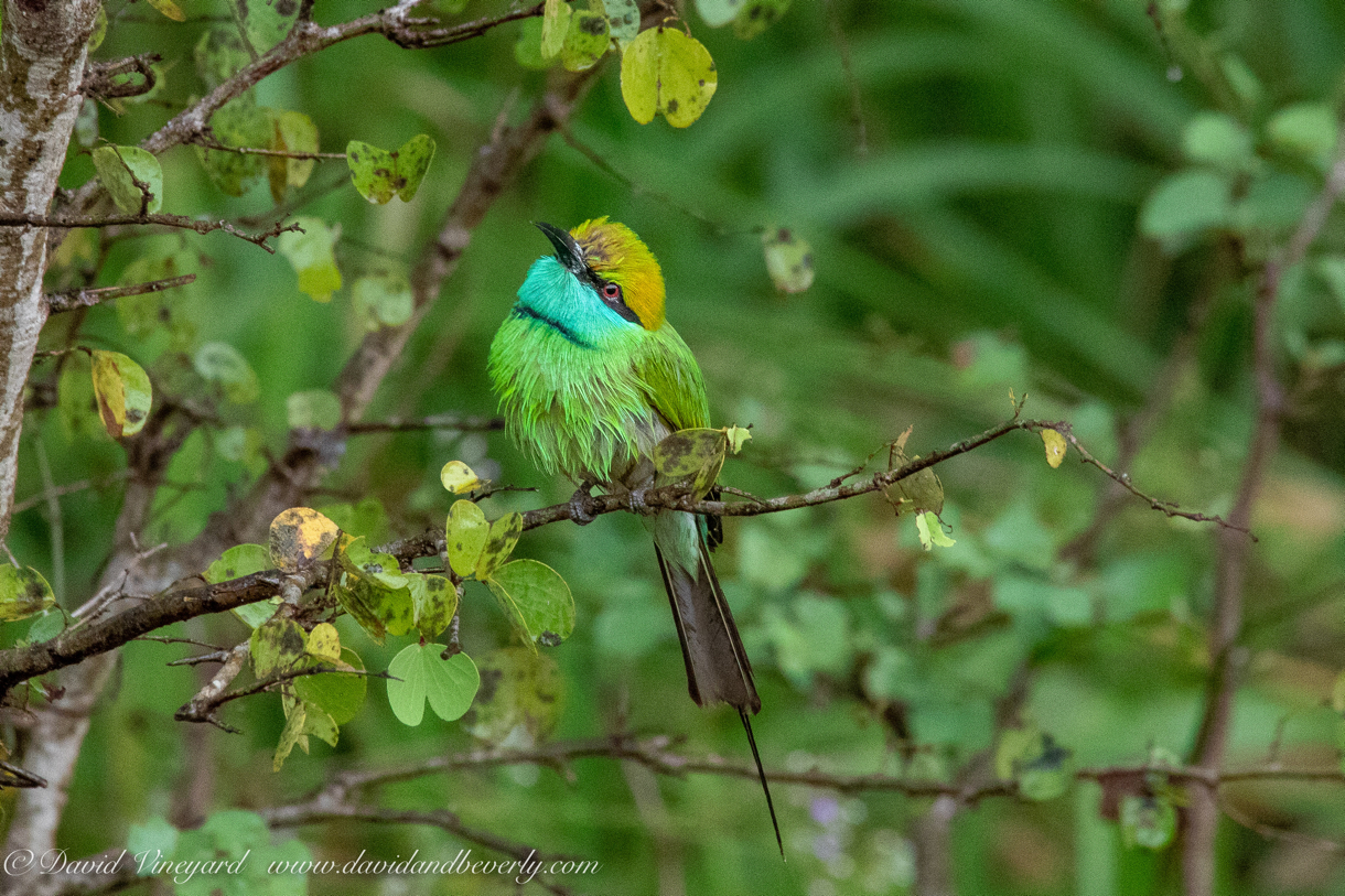 20190317- Minneriya National Park-3.jpg