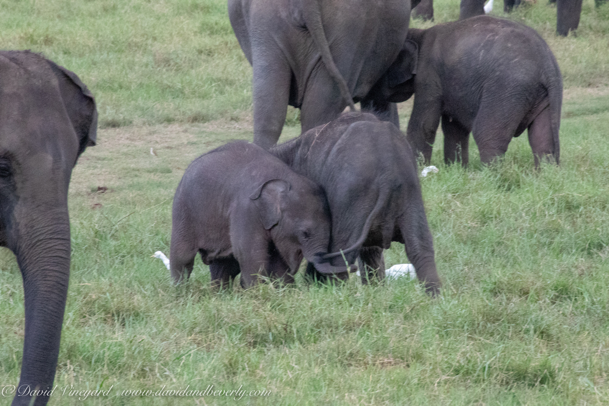 20190317- Minneriya National Park-306.jpg