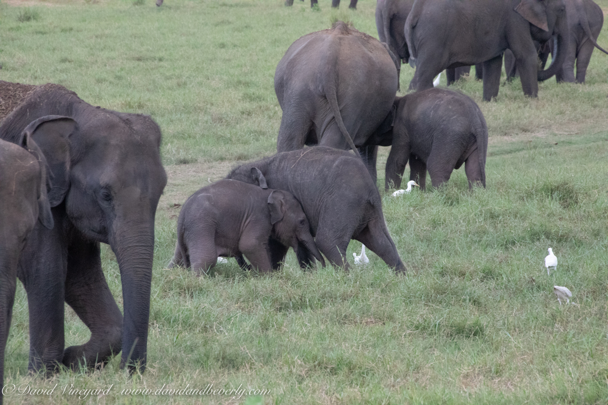 20190317- Minneriya National Park-308.jpg