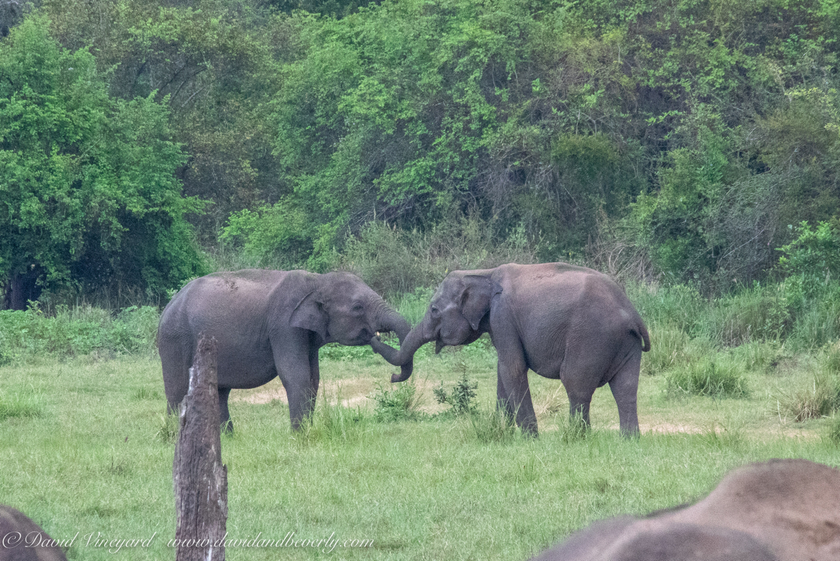 20190317- Minneriya National Park-312.jpg