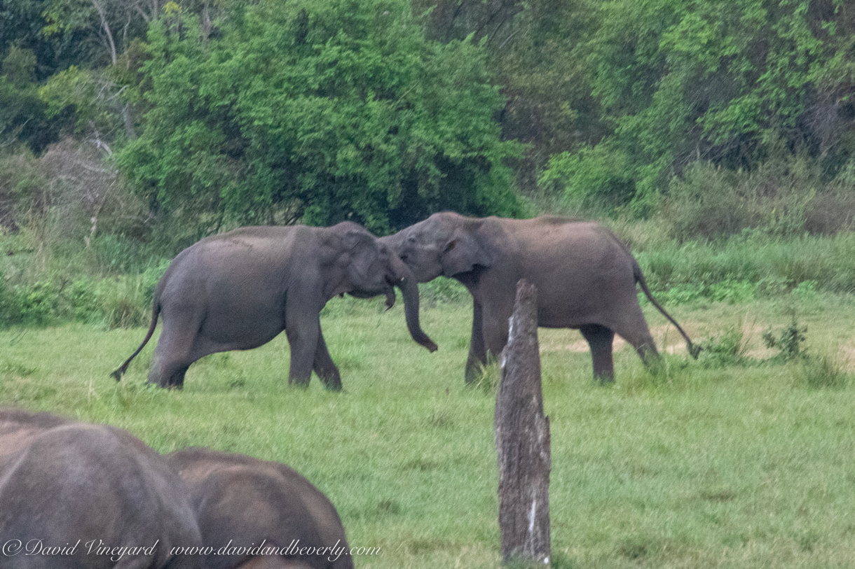 20190317- Minneriya National Park-314.jpg