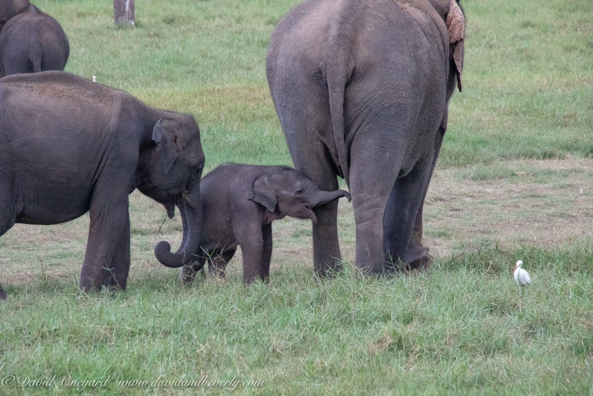 20190317- Minneriya National Park-315.jpg