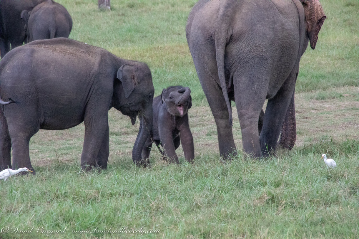 20190317- Minneriya National Park-316.jpg