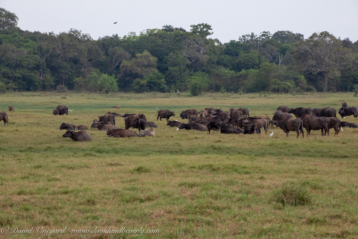 20190317- Minneriya National Park-61.jpg