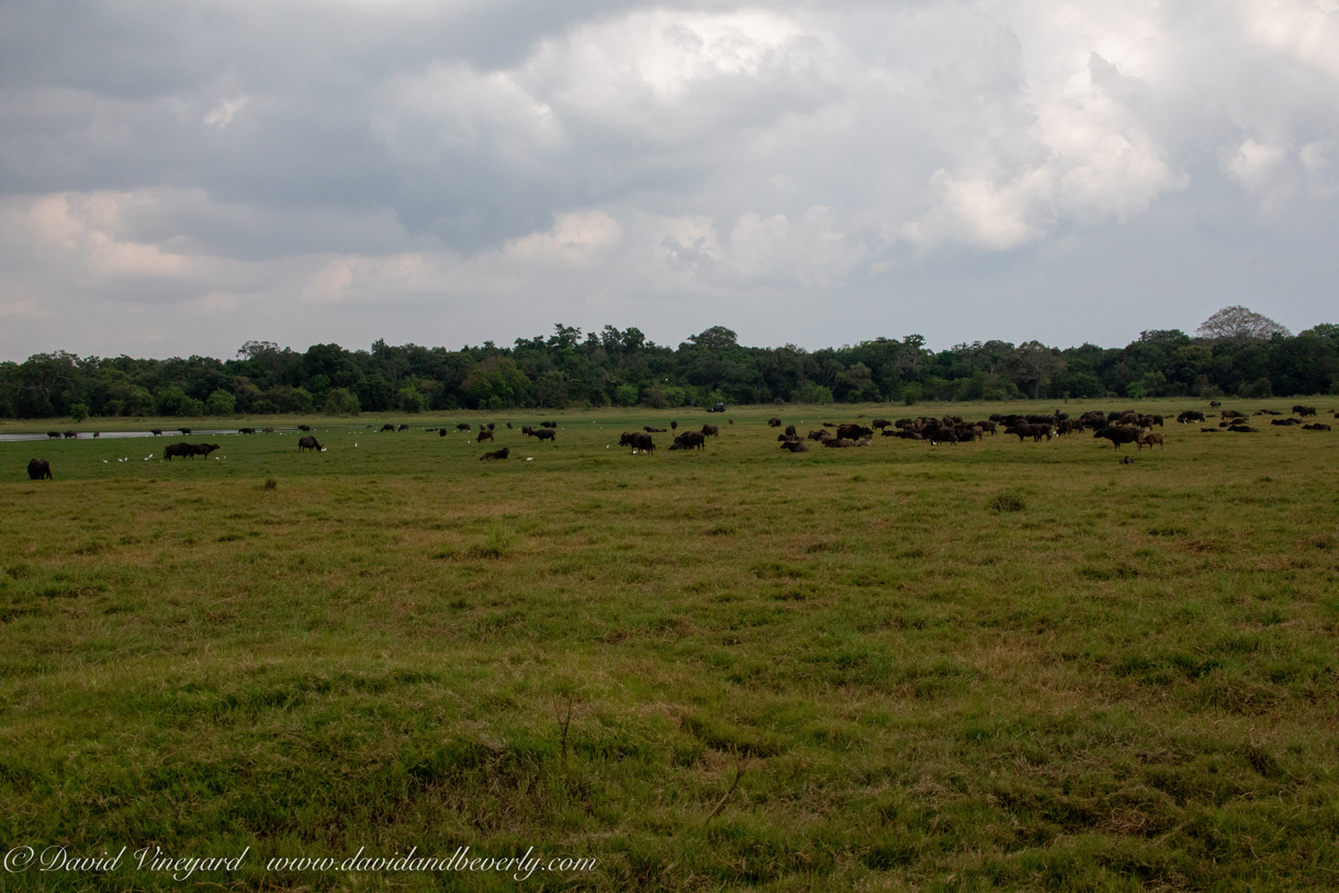 20190317- Minneriya National Park-63.jpg