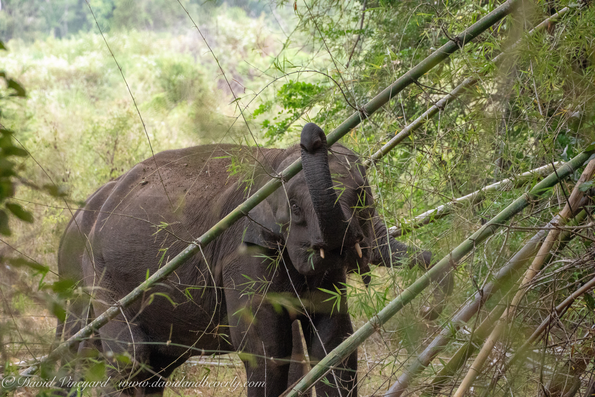 20190317- Minneriya National Park-7.jpg