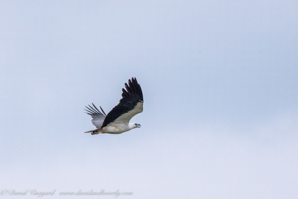 20190317- Minneriya National Park-76.jpg