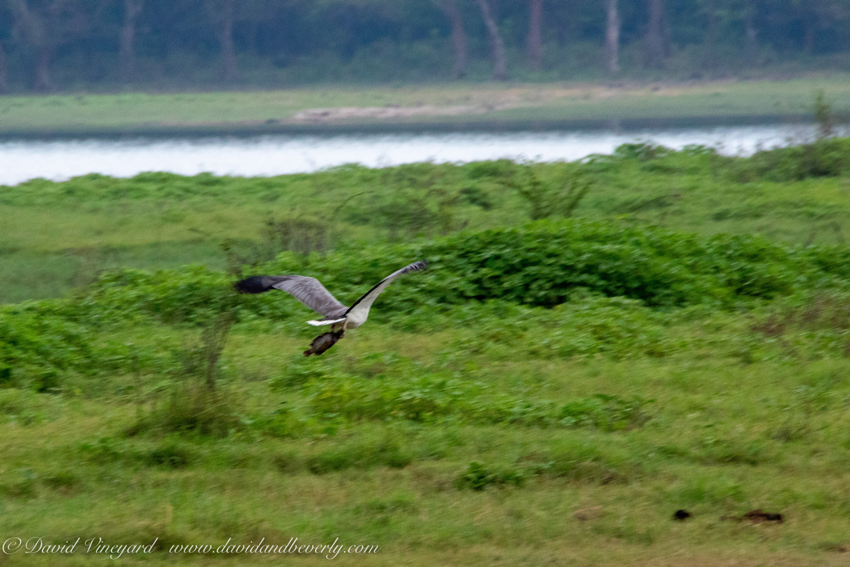 20190317- Minneriya National Park-88.jpg