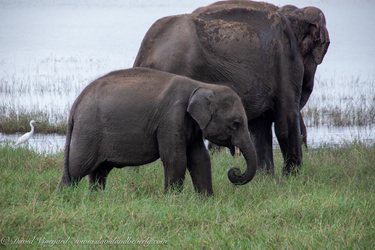 20190317- Minneriya National Park-96.jpg