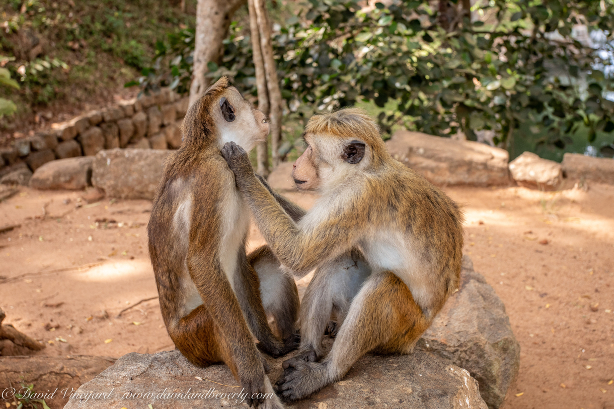 20190317- Sigiriya-3.jpg