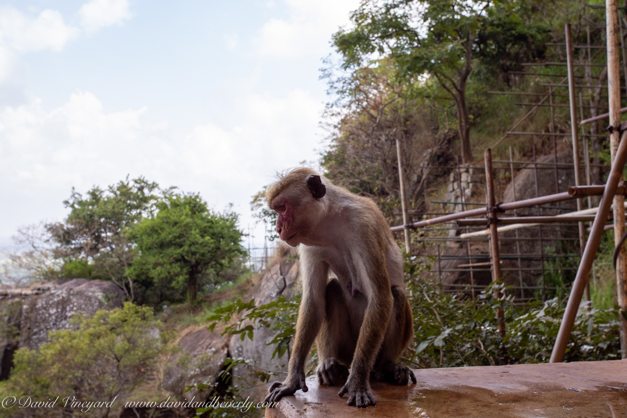 20190317- Sigiriya-40.jpg