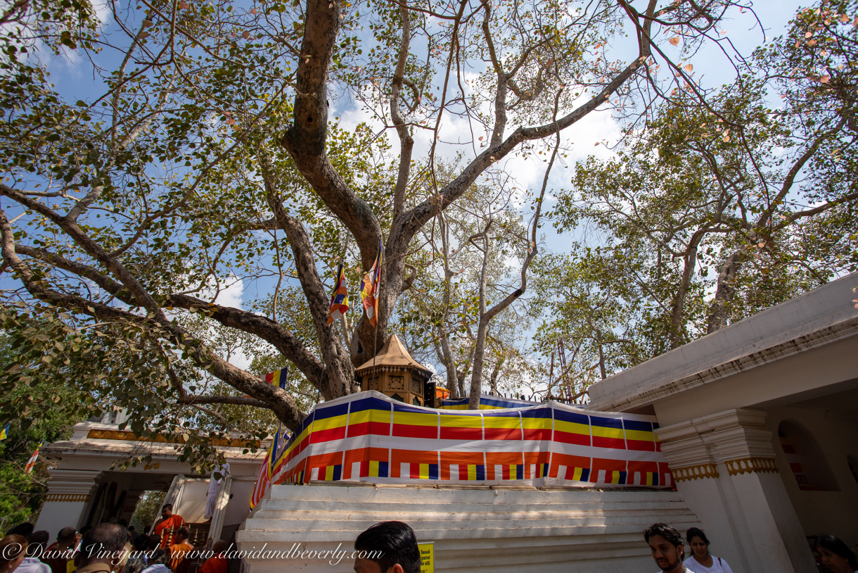 20190318- Stupas-38.jpg